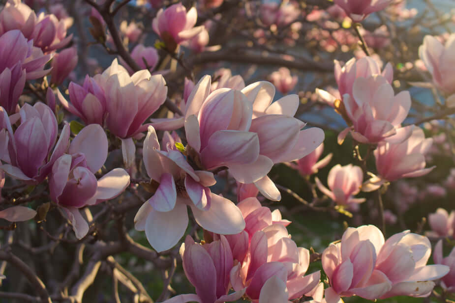 belas flores de bancos imagens gratuitos